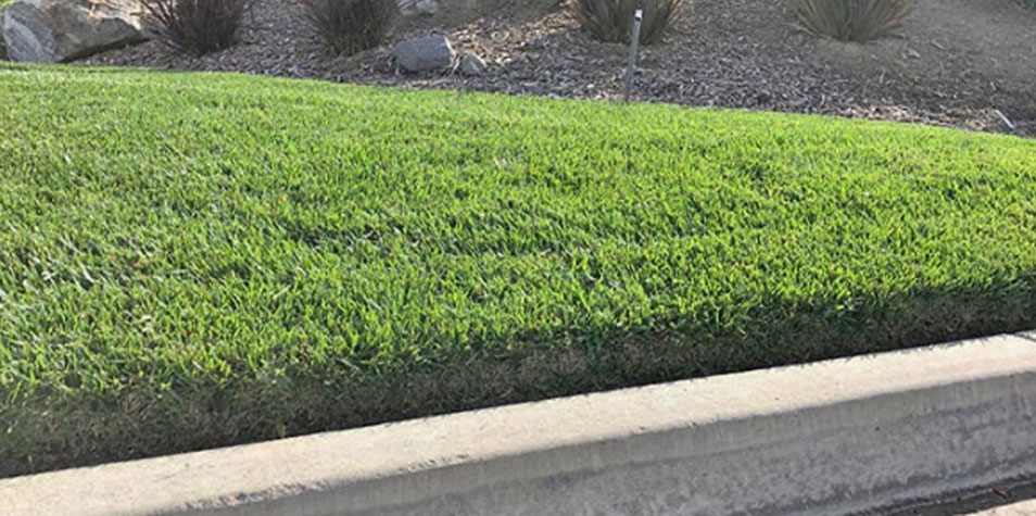 Natural Grass Edge